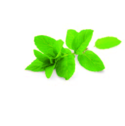 0672_2 Herbal & Teas Poleo Menta