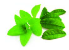 0677_2 Herbal & Teas Touareg