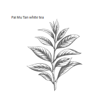 0753_2 HERBAL & TEAS ORGÁNICO PAIMUTAN – TÉ BLANCO